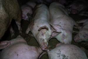 Grower pigs in concrete pens - Captured at Griffiths Farms - Grower Piggery, McMillans VIC Australia.