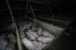 Grower pigs in concrete pens - Captured at Griffiths Farms - Grower Piggery, McMillans VIC Australia.