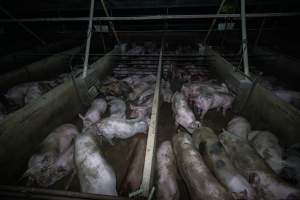 Grower pigs in concrete pens - Captured at Griffiths Farms - Grower Piggery, McMillans VIC Australia.