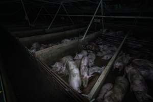 Grower pigs in concrete pens - Captured at Griffiths Farms - Grower Piggery, McMillans VIC Australia.