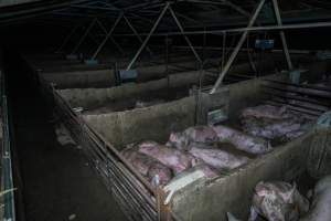 Grower pigs in concrete pens - Captured at Griffiths Farms - Grower Piggery, McMillans VIC Australia.