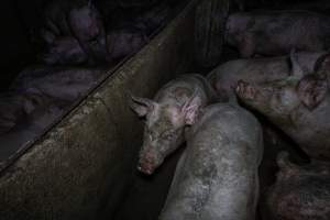 Grower pigs in concrete pens - Captured at Griffiths Farms - Grower Piggery, McMillans VIC Australia.