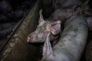 Grower pigs in concrete pens - Captured at Griffiths Farms - Grower Piggery, McMillans VIC Australia.