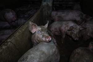 Grower pigs in concrete pens - Captured at Griffiths Farms - Grower Piggery, McMillans VIC Australia.