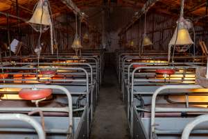 Aisle of farrowing shed - Looking down the aisle between farrowing crates - Captured at Macorna Pastoral Breeder Piggery, Mincha West VIC Australia.