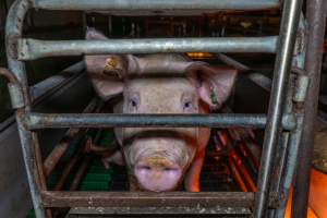 Sow in a farrowing crate - Sow looking at the camera, front-on - Captured at Macorna Pastoral Breeder Piggery, Mincha West VIC Australia.