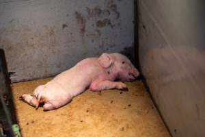 Dead piglet in farrowing crate - Captured at Macorna Pastoral Breeder Piggery, Mincha West VIC Australia.