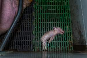 Dead piglet in farrowing crate - Captured at Macorna Pastoral Breeder Piggery, Mincha West VIC Australia.