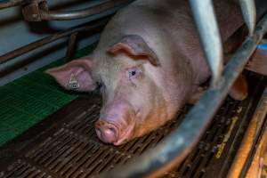 Sow lying down in farrowing crate - Sow lying on the hard metal floor of the farrowing crate - Captured at Macorna Pastoral Breeder Piggery, Mincha West VIC Australia.