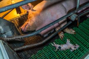 Captured at Macorna Pastoral Breeder Piggery, Mincha West VIC Australia.