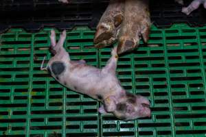 Dead piglet in farrowing crate - Closer view of a dead piglet lying on the floor of the farrowing crate, next to their mother's feet/trotters - Captured at Macorna Pastoral Breeder Piggery, Mincha West VIC Australia.