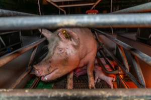 Sow in farrowing crate with her piglets - Sow looking to the left of frame - Captured at Macorna Pastoral Breeder Piggery, Mincha West VIC Australia.