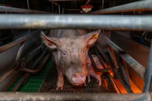 Sow in farrowing crate with her piglets - Sow facing the camera - Captured at Macorna Pastoral Breeder Piggery, Mincha West VIC Australia.