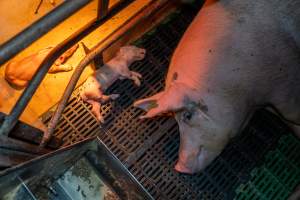 Sow lying next to her dead piglet in farrowing crate - Captured at Macorna Pastoral Breeder Piggery, Mincha West VIC Australia.