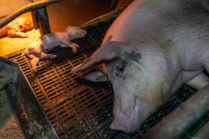 Sow lying next to her dead piglet in farrowing crate - Captured at Macorna Pastoral Breeder Piggery, Mincha West VIC Australia.