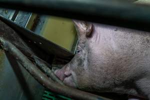 Sow pressed up against the feed trough in farrowing crate - Captured at Macorna Pastoral Breeder Piggery, Mincha West VIC Australia.