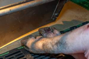 Sow with injured foot in farrowing crate - Captured at Macorna Pastoral Breeder Piggery, Mincha West VIC Australia.