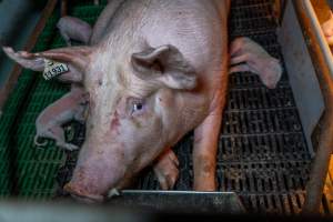 Sow next to her dead piglet in farrowing crate - Captured at Macorna Pastoral Breeder Piggery, Mincha West VIC Australia.