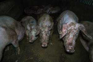 Sows in group housing - Sows living in their own waste in concrete pen - Captured at Macorna Pastoral Breeder Piggery, Mincha West VIC Australia.