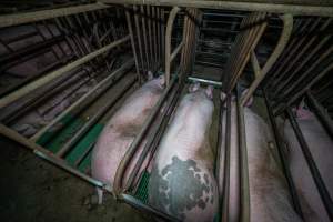 Sows in sow stalls, from behind - Captured at Macorna Pastoral Breeder Piggery, Mincha West VIC Australia.