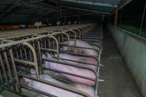 Sows in sow stalls - From back corner, looking up the back of a row of sow stalls - Captured at Macorna Pastoral Breeder Piggery, Mincha West VIC Australia.