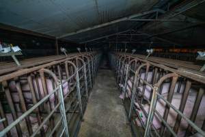 Aisle of sow stall shed - Looking down aisle between rows of sow stalls - Captured at Macorna Pastoral Breeder Piggery, Mincha West VIC Australia.