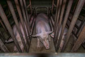 Sows in sow stalls - Captured at Macorna Pastoral Breeder Piggery, Mincha West VIC Australia.