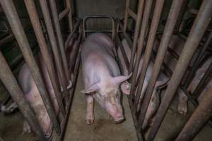 Sows in sow stalls - Captured at Macorna Pastoral Breeder Piggery, Mincha West VIC Australia.