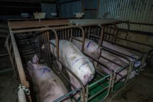 Sows in sow stalls, from behind - Captured at Macorna Pastoral Breeder Piggery, Mincha West VIC Australia.