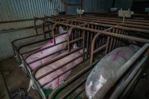 Sows in sow stalls, from behind - Captured at Macorna Pastoral Breeder Piggery, Mincha West VIC Australia.