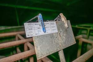 Sow stall paperwork - 'Sow card' paperwork above sow stalls - Captured at Macorna Pastoral Breeder Piggery, Mincha West VIC Australia.