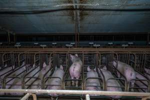 Wide view behind a row of sow stalls - Captured at Macorna Pastoral Breeder Piggery, Mincha West VIC Australia.