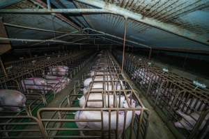 Wide high view of three rows of sow stalls - Captured at Macorna Pastoral Breeder Piggery, Mincha West VIC Australia.