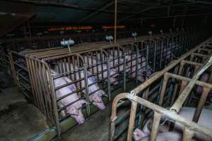 Sow stalls, from front corner of aisle - Captured at Macorna Pastoral Breeder Piggery, Mincha West VIC Australia.