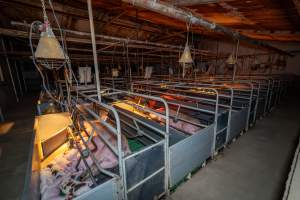 Wide view of farrowing shed - Captured at Macorna Pastoral Breeder Piggery, Mincha West VIC Australia.