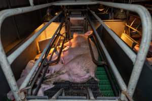 Sow in farrowing crate with piglets - Captured at Macorna Pastoral Breeder Piggery, Mincha West VIC Australia.