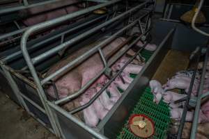 Sow in farrowing crate with piglets - Captured at Macorna Pastoral Breeder Piggery, Mincha West VIC Australia.