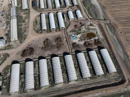 Drone flyover - Aerial view of piggery - Captured at Griffiths Farms - Grower Piggery, McMillans VIC Australia.