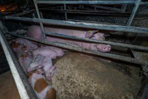 Sow with piglets in farrowing crate - Captured at Wondaphil Pork Company, Tragowel VIC Australia.