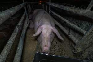 Sow in farrowing crate - Captured at Wondaphil Pork Company, Tragowel VIC Australia.