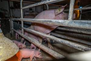 Sow sitting up in farrowing crate with piglets - Looking away from camera - Captured at Wondaphil Pork Company, Tragowel VIC Australia.