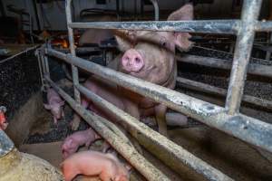 Sow sitting up in farrowing crate with piglets - Facing towards camera - Captured at Wondaphil Pork Company, Tragowel VIC Australia.