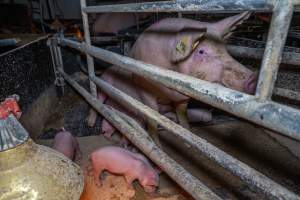 Sow sitting up in farrowing crate with piglets - Looking away from camera - Captured at Wondaphil Pork Company, Tragowel VIC Australia.