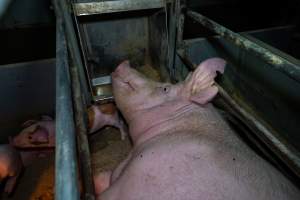 Sow lying with her head on feed trough in farrowing crate - Captured at Wondaphil Pork Company, Tragowel VIC Australia.