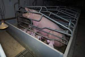 Sow sitting up in farrowing crate with piglets - Captured at Wondaphil Pork Company, Tragowel VIC Australia.