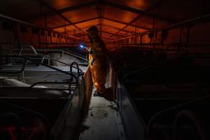 Investigator walks down the aisle between farrowing crates - Wearing orange biosecurity coveralls, holding a torch illuminating a caged sow - Captured at Wondaphil Pork Company, Tragowel VIC Australia.