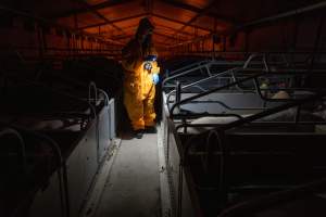 Investigator walks down the aisle between farrowing crates - Wearing orange biosecurity coveralls, holding a torch illuminating a caged sow - Captured at Wondaphil Pork Company, Tragowel VIC Australia.