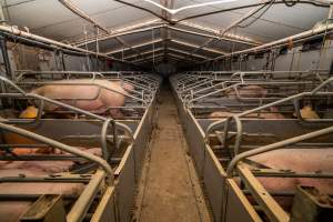 Looking down the aisle of a farrowing shed - Captured at Wondaphil Pork Company, Tragowel VIC Australia.