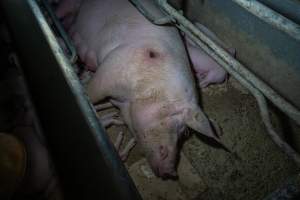 Sow with pressure sore lying on hard floor of farrowing crate - Captured at Wondaphil Pork Company, Tragowel VIC Australia.