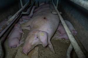 Sow with pressure sore lying on hard floor of farrowing crate - Captured at Wondaphil Pork Company, Tragowel VIC Australia.